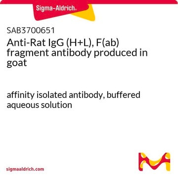 Anti-Rat IgG (H+L), F(ab) fragment antibody produced in goat affinity isolated antibody, buffered aqueous solution