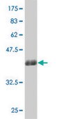 ANTI-LBX1 antibody produced in mouse clone 4E1, purified immunoglobulin, buffered aqueous solution