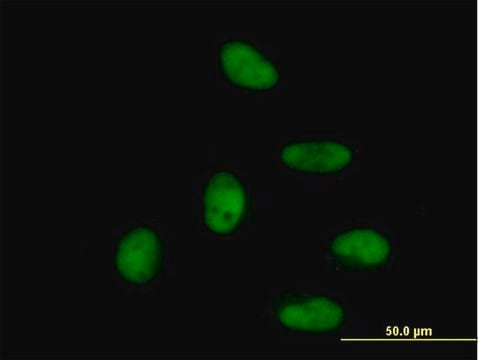 Anti-ZNF496 antibody produced in mouse purified immunoglobulin, buffered aqueous solution