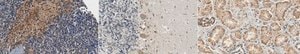 Anti-TGF-beta Receptor Antibody, type I from rabbit, purified by affinity chromatography