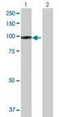 Anti-IFI35 antibody produced in rabbit purified immunoglobulin, buffered aqueous solution