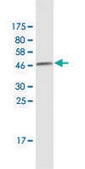 Monoclonal Anti-HSPB6 antibody produced in mouse clone 6A4, purified immunoglobulin, buffered aqueous solution