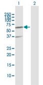 Anti-RNF25 antibody produced in rabbit purified immunoglobulin, buffered aqueous solution