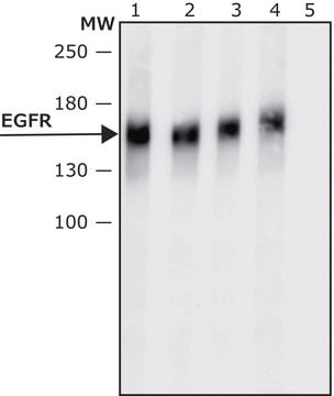 Anti-Epidermal Growth Factor (EGF) Receptor antibody, Mouse monoclonal clone F4, purified from hybridoma cell culture