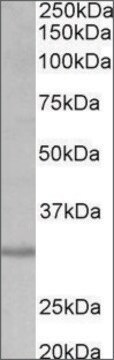 Anti-CRLS1 antibody produced in goat affinity isolated antibody, buffered aqueous solution