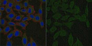 Anti-N-cadherin Antibody, CT Antibody, clone 6A9.2 Antibody, Alexa Fluor&#8482; 488 Conjugate clone 6A9.2, from mouse, ALEXA FLUOR&#8482; 488