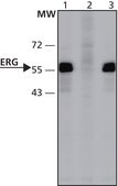 Anti-ERG (171-185) antibody produced in rabbit IgG fraction of antiserum, buffered aqueous solution