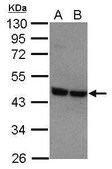 Anti-P2RY2 antibody produced in rabbit affinity isolated antibody, buffered aqueous solution