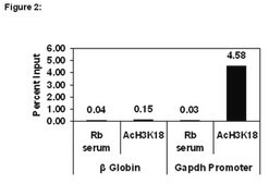 ChIPAb+ Acetyl-Histone H3 (Lys18) - ChIP Validated Antibody and Primer Set serum, from rabbit