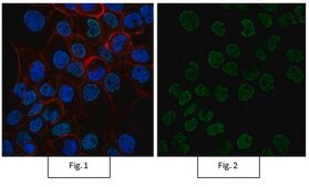 Anti-acetyl-Histone H4 Antibody, Alexa Fluor™ 488 Conjugate from rabbit, ALEXA FLUOR™ 488