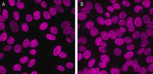 BioTracker 650 Red Nuclear Dye Live cell imaging red nuclear staining dye with greater photostability than traditional blue fluorescent nuclear stains such as DAPI and Hoechst 33342.