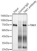 Anti-TAK1 Antibody, clone 1W2B10, Rabbit Monoclonal