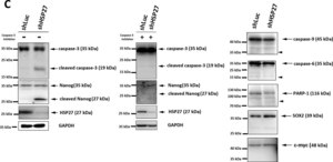 Anti-Nanog Antibody serum, Chemicon®