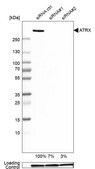 抗ATRX 兔抗 Prestige Antibodies&#174; Powered by Atlas Antibodies, affinity isolated antibody, buffered aqueous glycerol solution