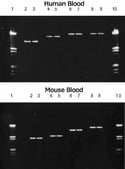 DNA Isolation Kit for Mammalian Blood kit of for 25 reactions