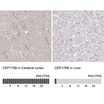 Anti-CEP170B antibody produced in rabbit Prestige Antibodies&#174; Powered by Atlas Antibodies, affinity isolated antibody, buffered aqueous glycerol solution