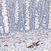 Monoclonal Anti-GAP43 antibody produced in mouse Prestige Antibodies® Powered by Atlas Antibodies, clone CL10855, purified antibody (Protein A)