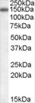 Anti-CILP antibody produced in goat affinity isolated antibody, buffered aqueous solution