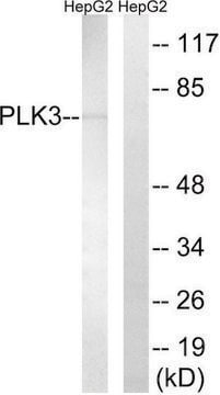 Anti-PLK3 antibody produced in rabbit affinity isolated antibody