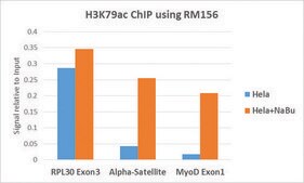 Anti-Acetyl-Histone H3 (Lys79) antibody, Rabbit monoclonal recombinant, expressed in HEK 293 cells, clone RM156, purified immunoglobulin