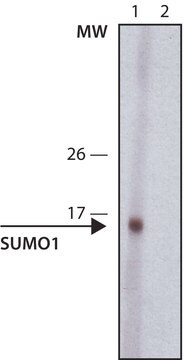 Anti-Sumo-1 antibody, Rat monoclonal clone 4D12, purified from hybridoma cell culture