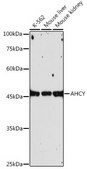Anti-AHCY Antibody, clone 4E9H10, Rabbit Monoclonal
