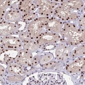 Anti-JDP2 antibody produced in rabbit Prestige Antibodies&#174; Powered by Atlas Antibodies, affinity isolated antibody, buffered aqueous glycerol solution