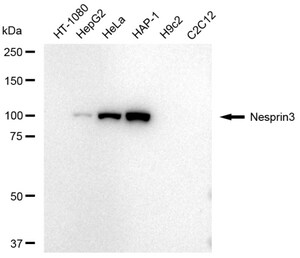 Anti Nesprin3 Antibody, clone 23GB4665, Rabbit Monoclonal clone 23GB4665, recombinant rabbit monoclonal, expressed in HEK293 cells
