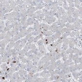 Anti-IFI27 antibody produced in rabbit Prestige Antibodies® Powered by Atlas Antibodies, affinity isolated antibody, buffered aqueous glycerol solution