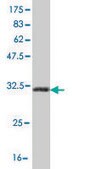 ANTI-HOXB7 antibody produced in mouse clone 3F3, purified immunoglobulin, buffered aqueous solution