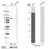 Anti-RAB11FIP1 antibody produced in rabbit Prestige Antibodies&#174; Powered by Atlas Antibodies, affinity isolated antibody, buffered aqueous glycerol solution, Ab3