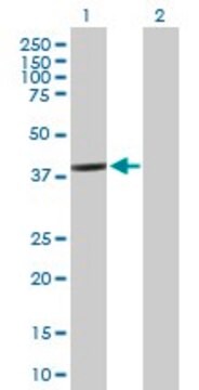 Anti-BCL2L12 antibody produced in mouse purified immunoglobulin, buffered aqueous solution