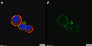 Anti-Syntaxin 4 Antibody, clone 1B9 ZooMAb&#174; Rabbit Monoclonal recombinant, expressed in HEK 293 cells