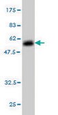 Monoclonal Anti-ELA3A antibody produced in mouse clone 3G4, purified immunoglobulin, buffered aqueous solution