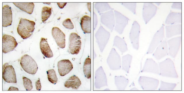 Anti-DUS2L antibody produced in rabbit affinity isolated antibody