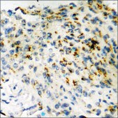 Anti-phospho-CRMP-2 (pThr509) antibody produced in rabbit affinity isolated antibody
