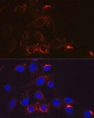 Anti-PDGFRB Antibody, clone 6E8C10, Rabbit Monoclonal