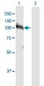 Anti-HNRNPUL1 antibody produced in rabbit purified immunoglobulin, buffered aqueous solution
