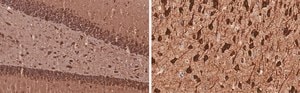 Anti-MAP2 Antibody, clone 3C19, ZooMAb&#174; Rabbit Monoclonal recombinant, expressed in HEK 293 cells