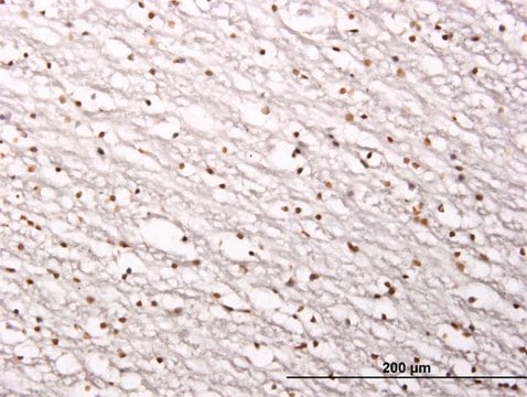 Monoclonal Anti-SIRT1 antibody produced in mouse clone 7B7, purified immunoglobulin, buffered aqueous solution