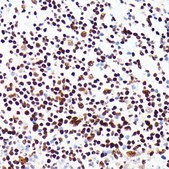 Anti-PML antibody produced in rabbit
