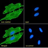 Anti-GAPDH, C-Terminal antibody produced in goat affinity isolated antibody, buffered aqueous solution