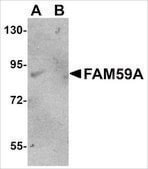Anti-FAM59A antibody produced in rabbit affinity isolated antibody, buffered aqueous solution