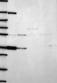 Anti-Vsig4 Antibody Produced In Rabbit Prestige Antibodies&#174; Powered by Atlas Antibodies, affinity isolated antibody, buffered aqueous glycerol solution