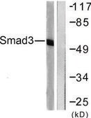 Anti-SMAD3 antibody produced in rabbit affinity isolated antibody