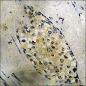 Anti-phospho-CREB (pSer121) antibody produced in rabbit affinity isolated antibody