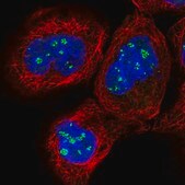 Anti-PELO antibody produced in rabbit Prestige Antibodies&#174; Powered by Atlas Antibodies, affinity isolated antibody, buffered aqueous glycerol solution