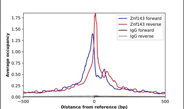 Anti-ZNF143 antibody produced in rabbit Prestige Antibodies&#174; Powered by Atlas Antibodies, affinity isolated antibody