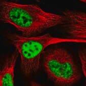 Anti-PLRG1 antibody produced in rabbit Prestige Antibodies&#174; Powered by Atlas Antibodies, affinity isolated antibody, buffered aqueous glycerol solution