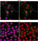 Anti-dimethyl Histone H3 (Lys4) Antibody from rabbit, purified by affinity chromatography